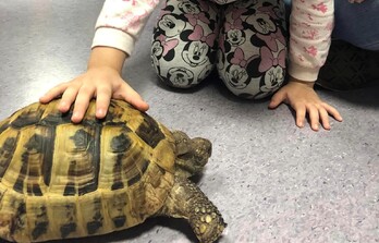 Zoo Borysew - Liski, Biedronki i Myszki